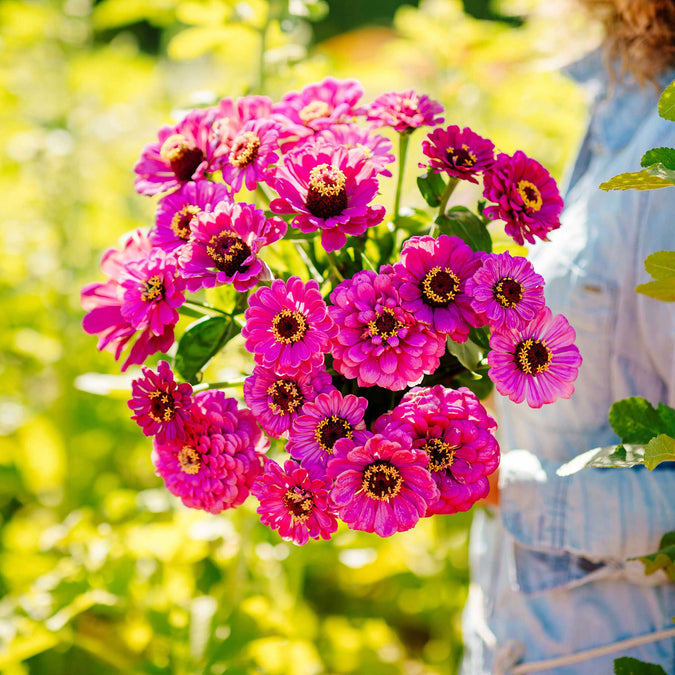 zinnia violet queen