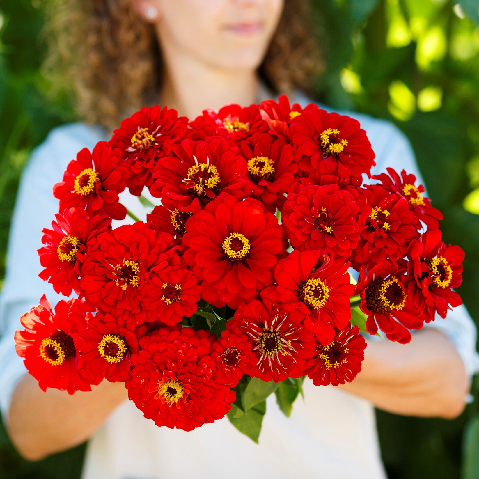 Zinnia Seeds - Will Rogers | Flower Seeds in Packets & Bulk | Eden Brothers