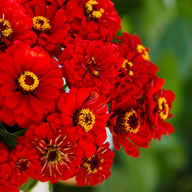 zinnia will rogers