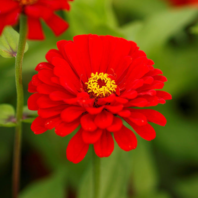 zinnia will rogers