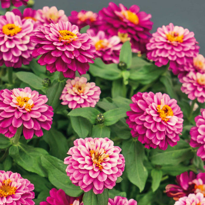 zinnia zahara double raspberry ripple