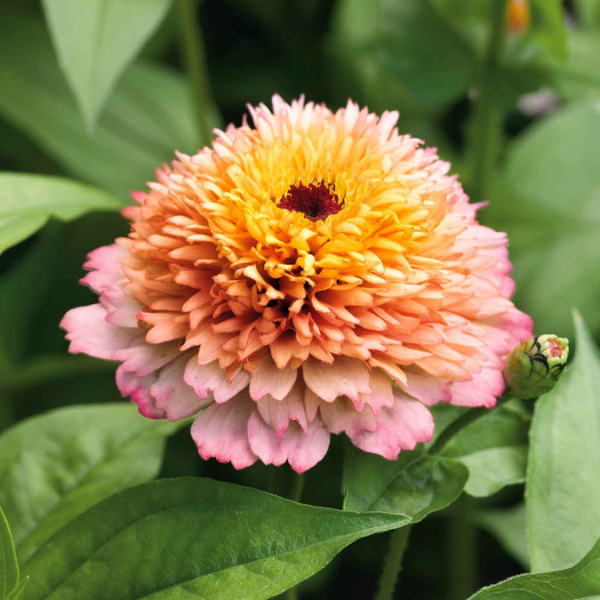 zinnia zinderella peach